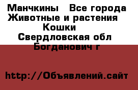 Манчкины - Все города Животные и растения » Кошки   . Свердловская обл.,Богданович г.